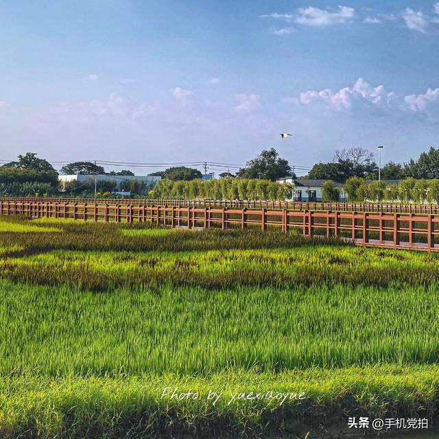 带你逛拍天津小站荷花塘｜这里的荷景别样美