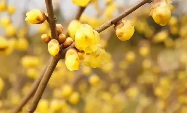 元旦迎最佳观赏期！重庆这里的腊梅开始飘香→