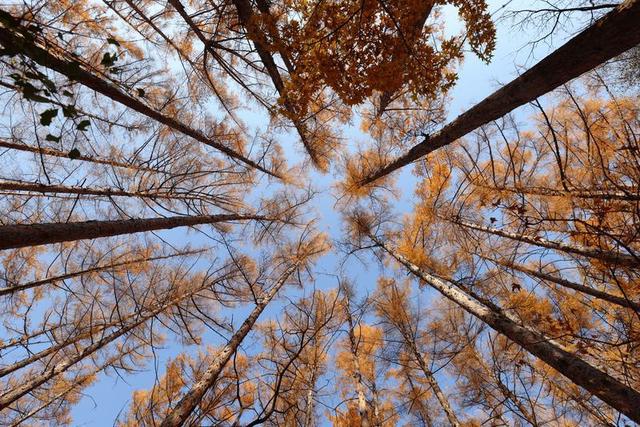 秋之彩色吉林｜层林尽染，鹿影翩跹！这里的秋天美成一首诗