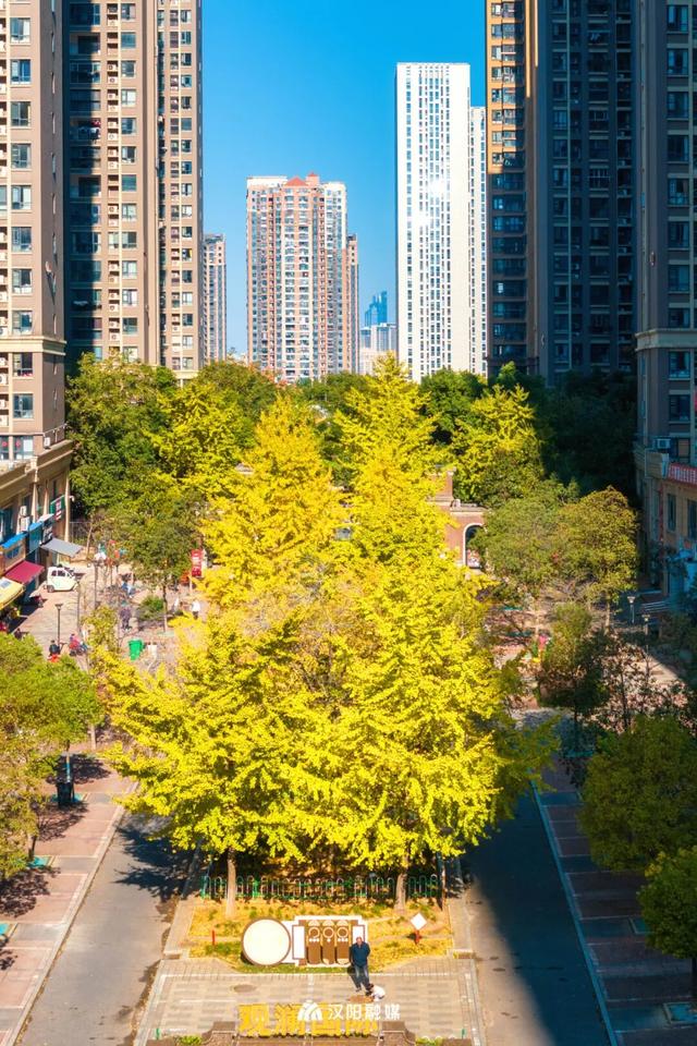 最后的金色狂欢！汉阳这三处私藏地一般人不知道→