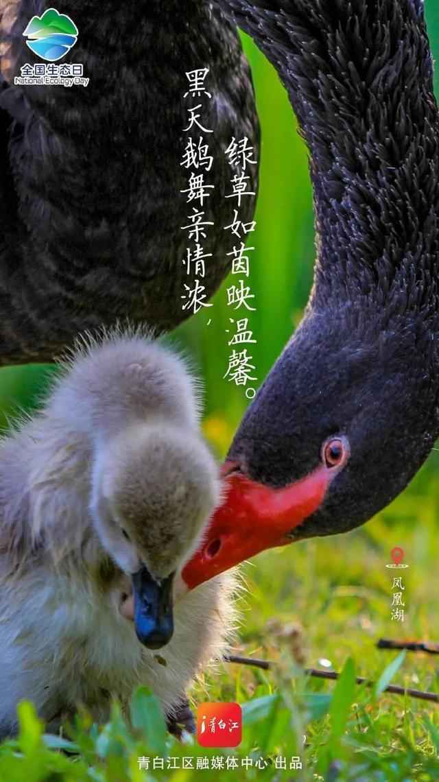 全国生态日 ，成都青白江邀你一起“森”呼吸~