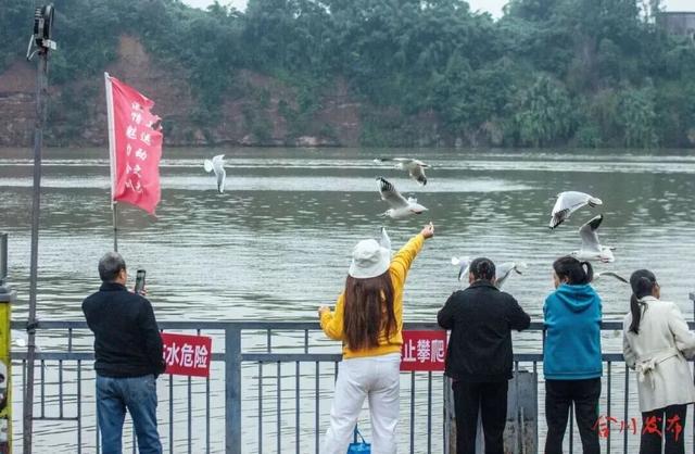 鸥！来了！“鸥”遇点位请收藏→🤳🤳🤳