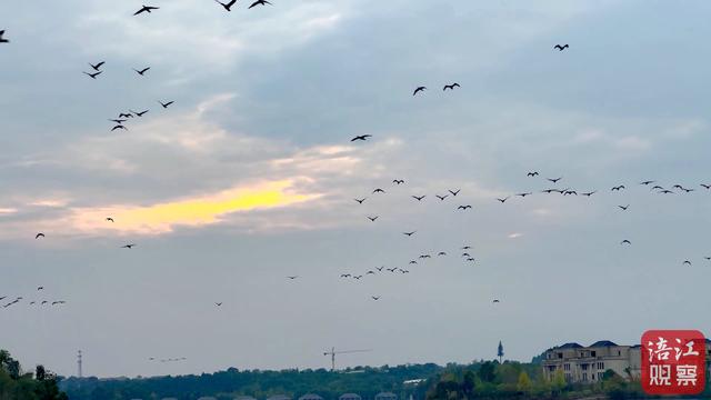 仙海湖变身“候鸟国际机场”，为飞鸟筑就冬日能量“加油站”