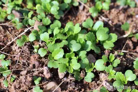 2月下旬这些蔬菜都可以开始育苗和种植了，留意当地气候及时播种图片