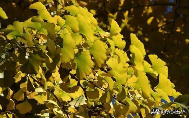 去版筑翠园，在“无尽梦银杏节”中打卡冬日休闲金色盛宴