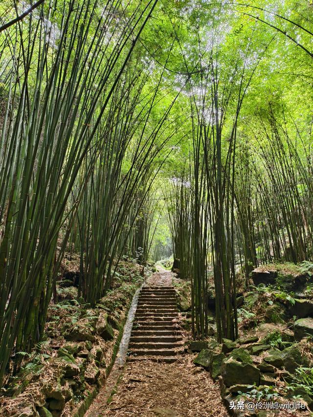 成都徒步（69）·彭州篇⑯法藏寺环线（桥断未走通）
