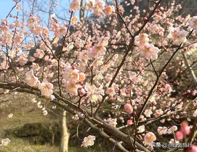 成都惊现6000亩梅林，花开成海超级壮观，免费，不要门票！