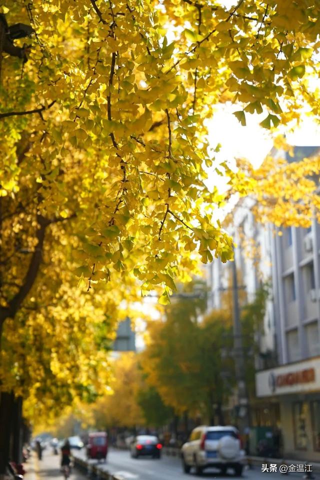 在“杏”福满满的大南街！这样拍超出片