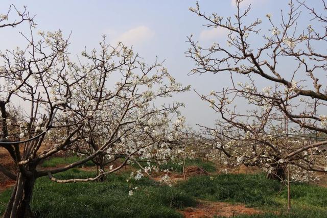 弥渡东谷万亩梨花绽放，赏花正当时！