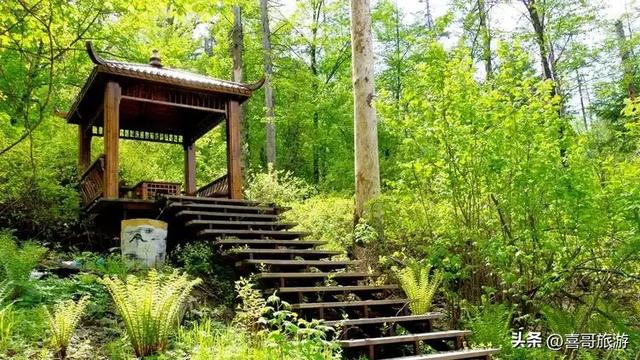 探秘森工清河林区：小兴安岭深处的绿野仙踪