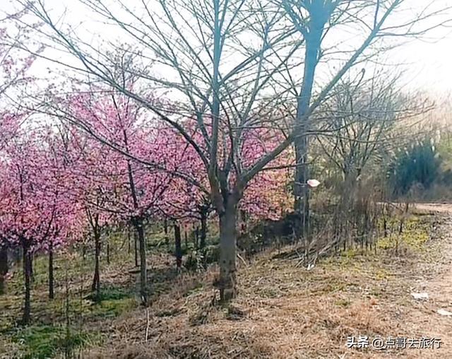 成都附近千亩樱花开了，漫山遍野粉色云霞，超级漂亮，不要门票！