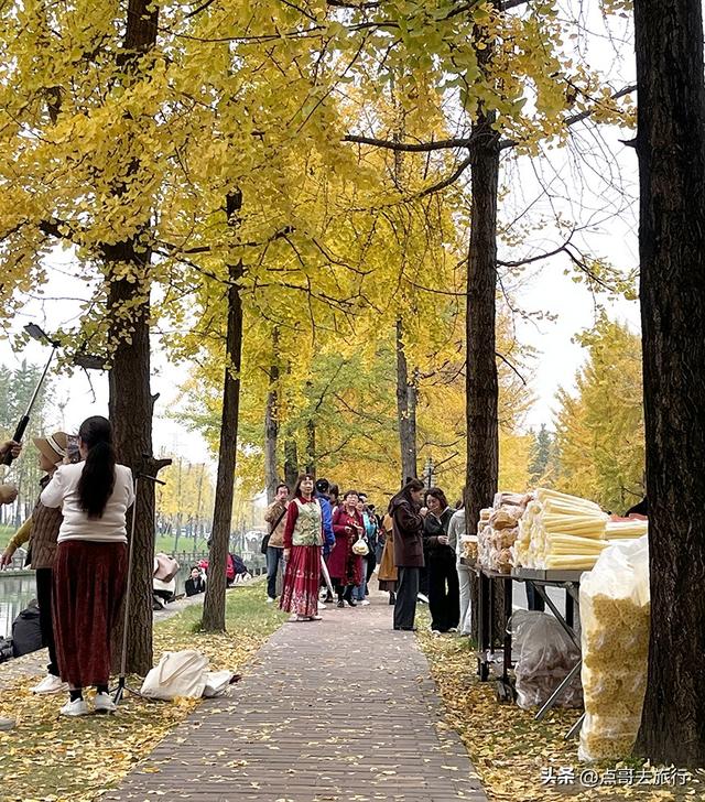 成都2公里长的银杏长廊，超级壮观，美爆了！地铁公交车可达！