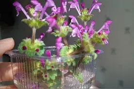 路边不起眼的野草竟是"天然创可贴"！老辈人用它治伤有妙招图片