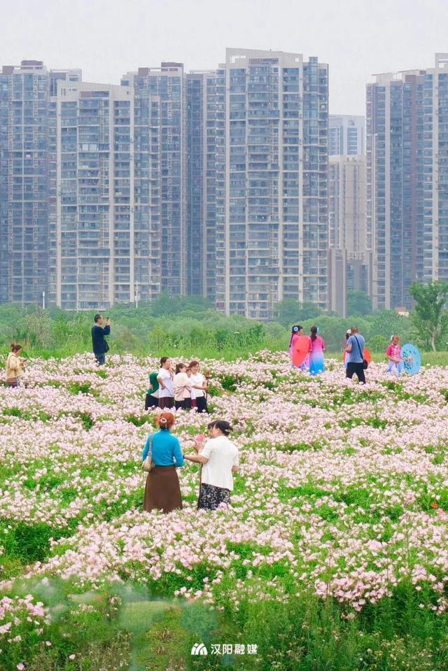 刷新认知！汉阳滨江这个“圈”大焕新