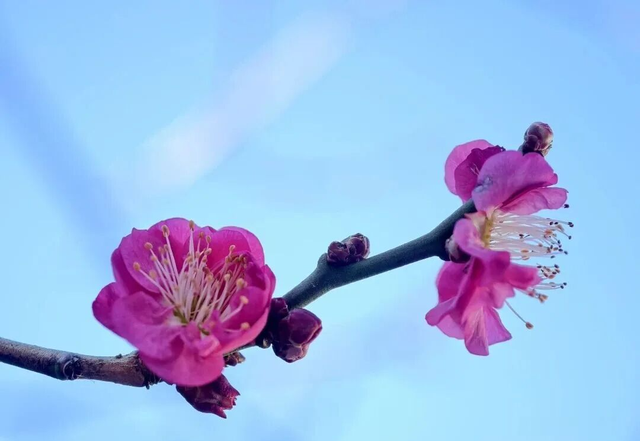 冬日顶流！朋友圈赏梅大赛，我先冲