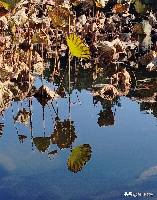 以我4次经历，带你打卡北京香山，北京的朋友请补充