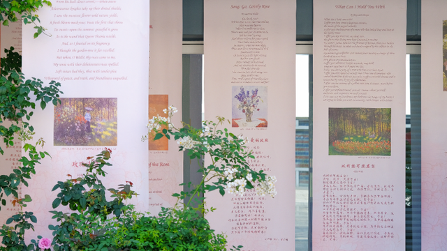 2026深圳国际月季文化年，精彩不打烊！