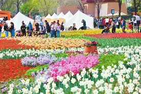 “郁”您相约 兴庆宫公园第30届春季郁金香牡丹花卉展开幕图片