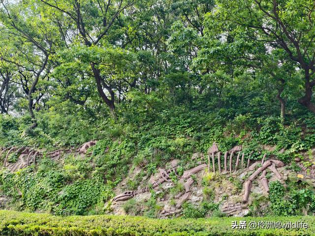 大连海之韵公园·棒槌岛