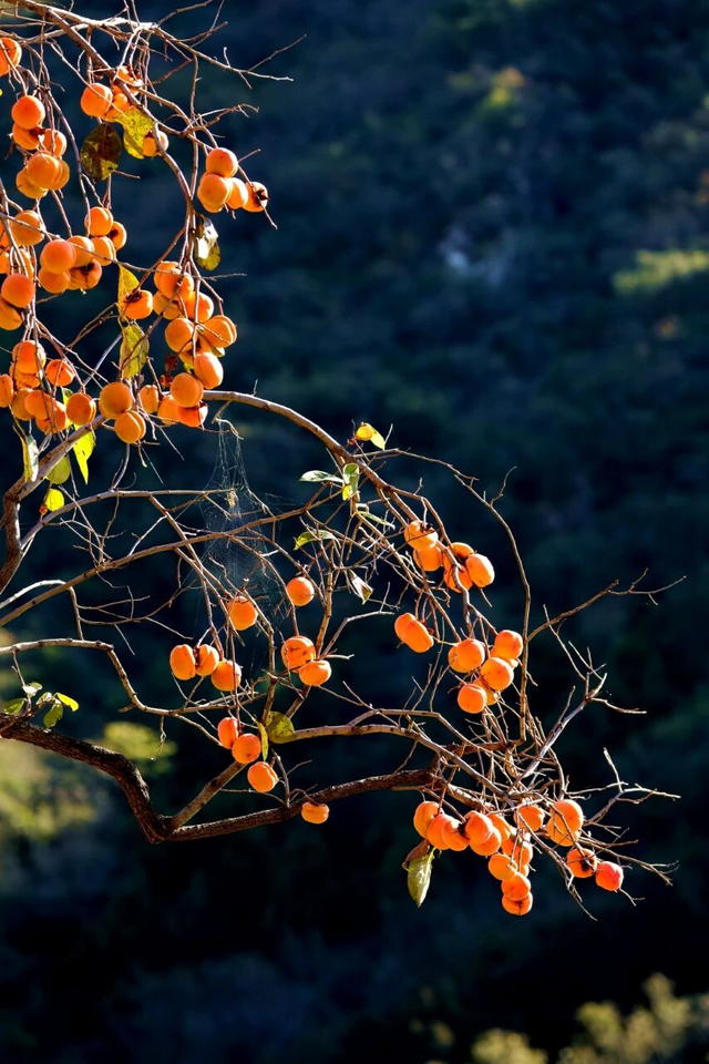 不要再搭基础款秋景了！北京「多巴胺色系」秋景上线！高级感拉满