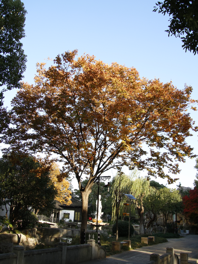 超出片！江阴这些地方“红了”！