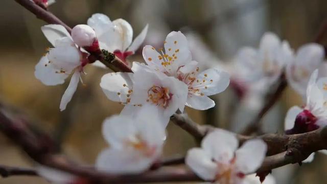 春染徽县｜收藏春日的温柔与美好