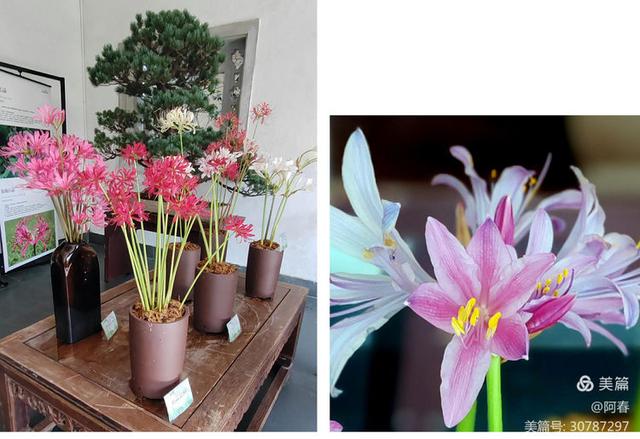 游西湖：杭州植物园之石蒜花展