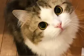 猫咪恨你的七种表现图片