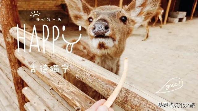 在保定，体验真实版“疯狂动物城”！