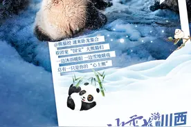 【冰雪旅游看川西】超萌预警！一起来卧龙看“滚滚”图片