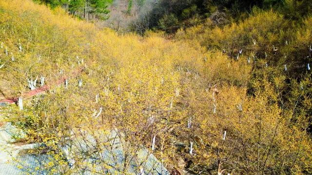 金色浪漫！来汉中，赴一场山茱萸花的春日之约