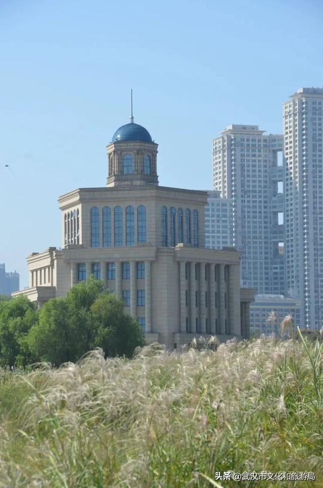 芦花不够看？江滩的银杏已经美疯了！