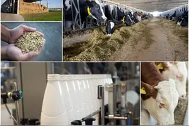 年内最大规模中央储备收储来袭 未来猪肉价格或触底反弹图片