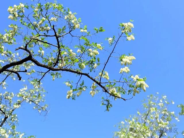 泰山中天门：春末夏初的绮梦之境