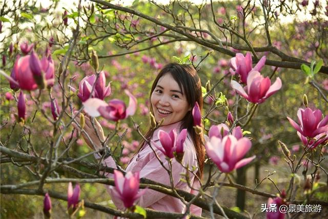 一堂春色动岭南，佛山三水卡玛数千株玉堂盛放，引发三八旅游热潮