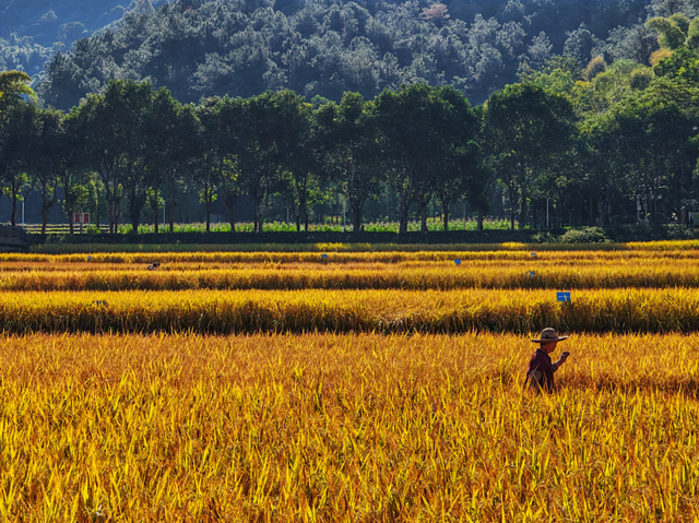 南山秋艳！云浮市民前来打卡→
