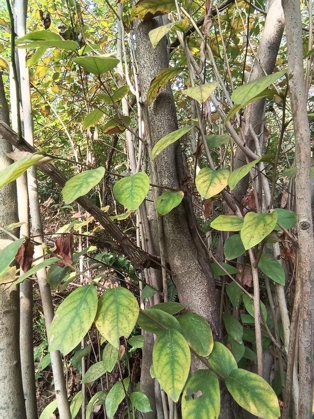 山径新途，秋光独酌