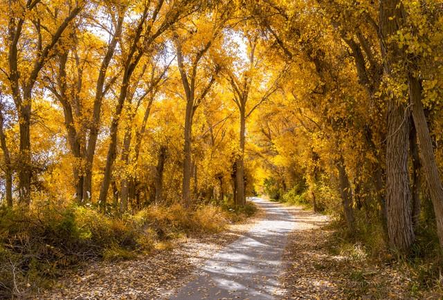 镀了金的新疆秋色，彩色绘就，五处秘境邂逅最诗意的天山南北