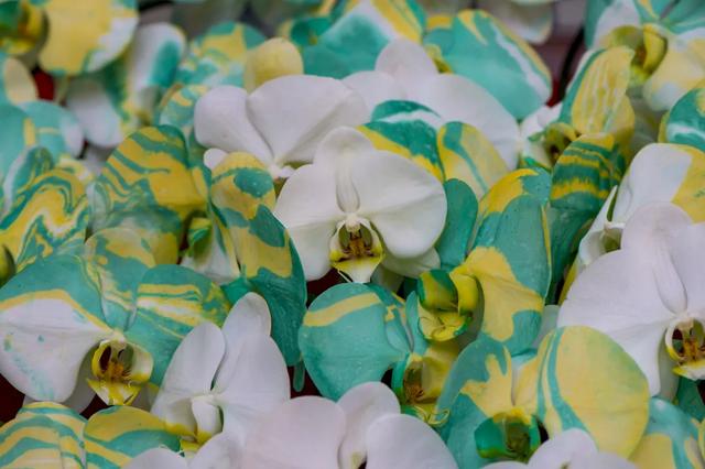 以花之名,邂逅满园春色