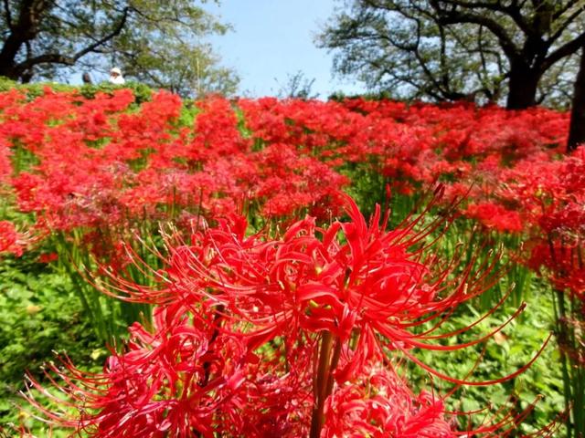 9月去看绝美彼岸花吧！日本10大赏花出片景点全攻略~