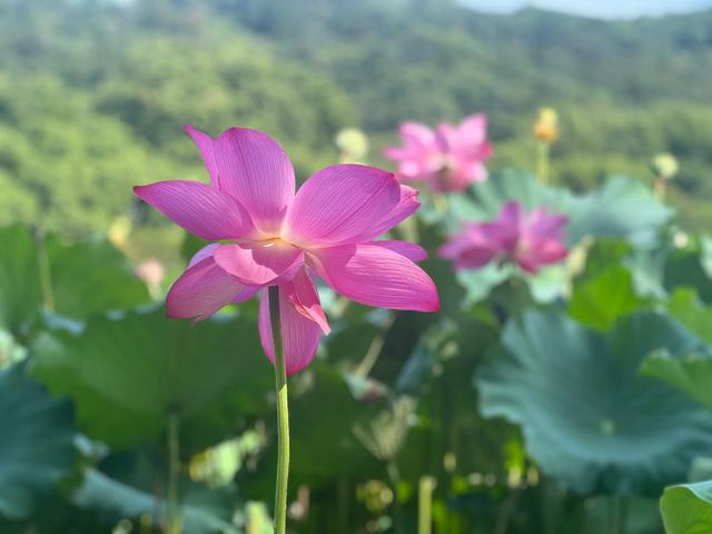 夏日西湖，8月9日。