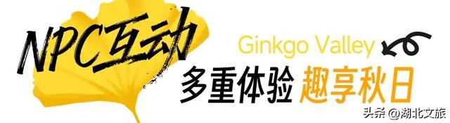 一叶知秋，一梦千年：千年银杏谷"金枝节"邀您入画!