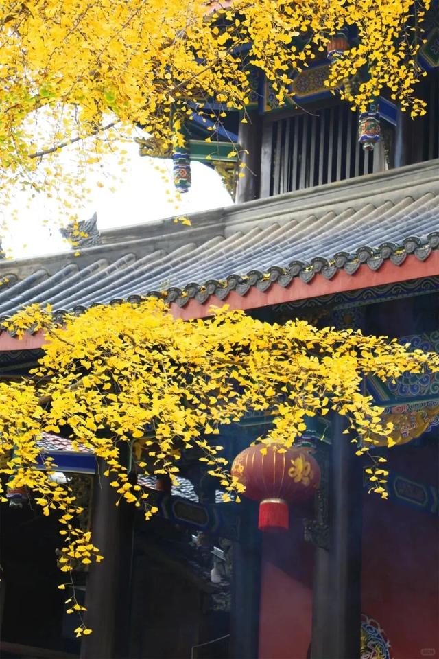 含“金”量100%！是时候来仁寿，邂逅一抹银杏黄啦~