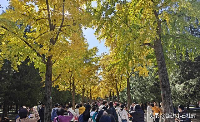 昔日皇家祭坛，今日大众踏秋——地坛秋日赏银杏
