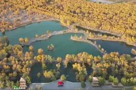 美丽的金塔沙漠胡杨林景区图片