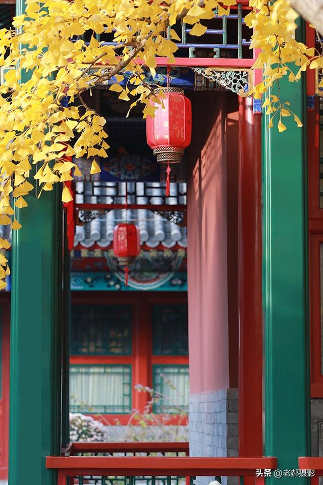 当古建红 遇上银杏黄，是深秋最动人的调色盘