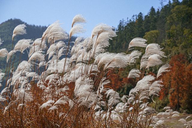 安徽黄山：茶儿垅水杉林进入最佳观赏期