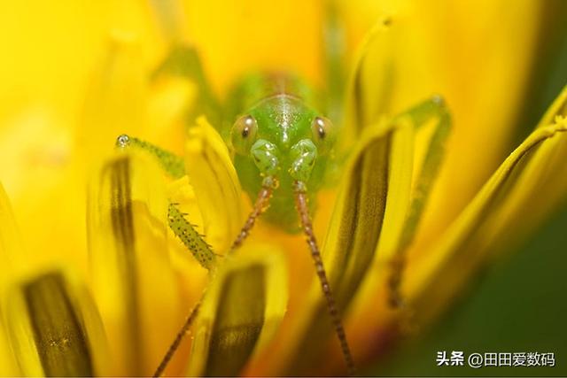 Sony 100mm F2.8 Macro GM 登场！ 接上增距镜轻松实现 2.8x 放大！