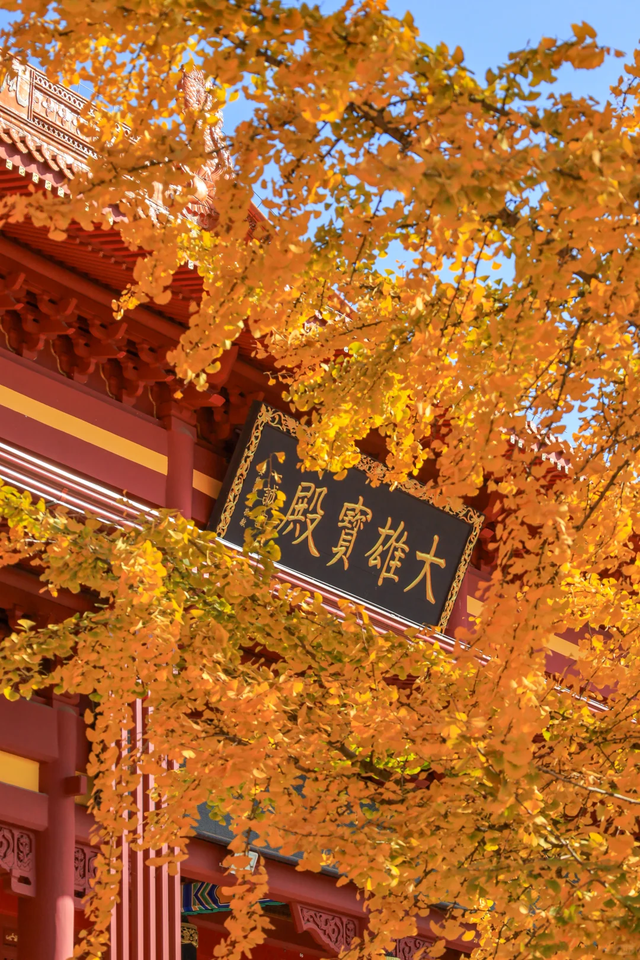 《长沙秋韵地图》发布！这抹限定绚烂，再不去就晚了