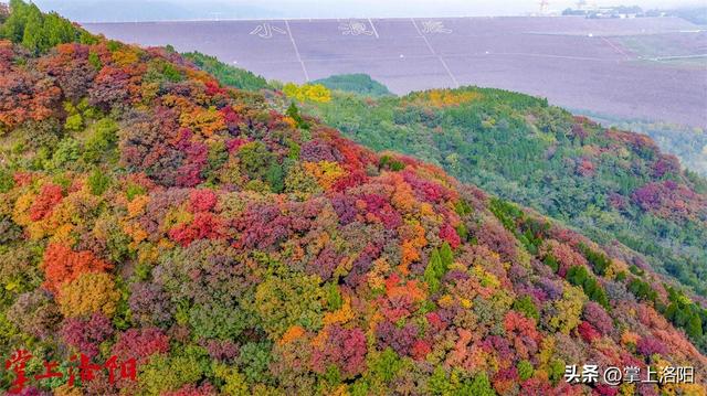 层林尽染！洛阳黄河两岸秋景已上线